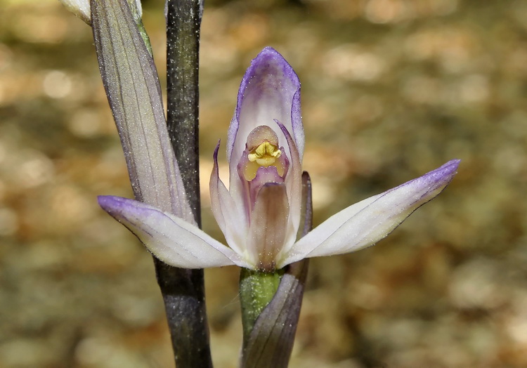 Limodorum trabutianum - iniza a fiorire